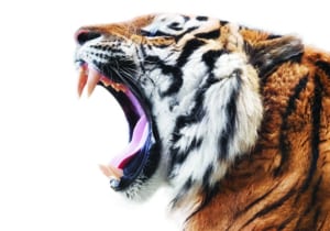 Roaring tiger