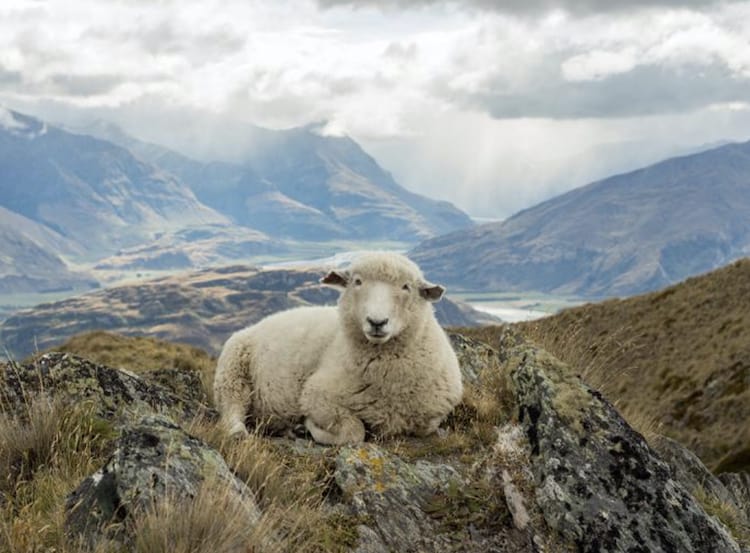 New Zealand’s John Marshall & Co. Ltd., which produces the Joma Wool brand, has invested in product audit capabilities to verify the authenticity of its product for retailers, supply partners and consumers.