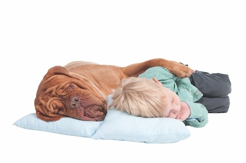 boy sleeping with dog sharpei