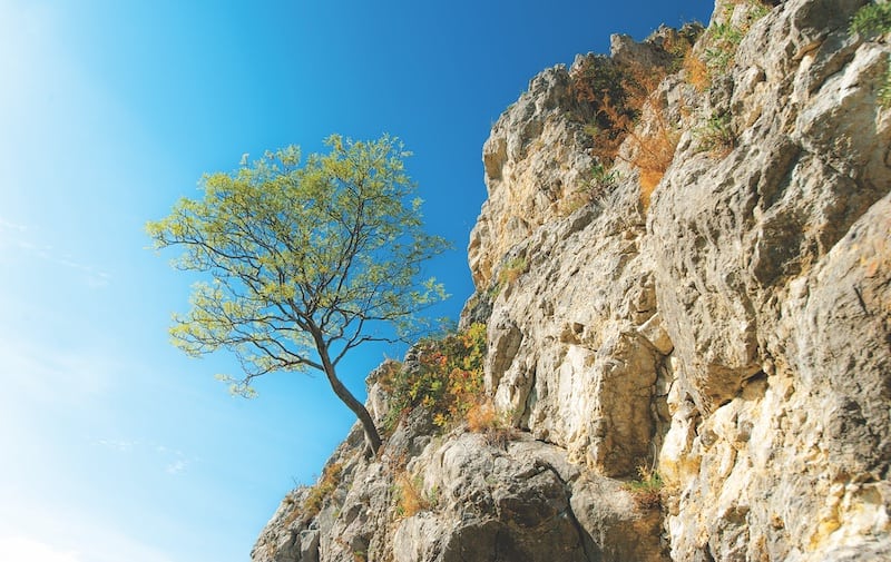 Eenzame boom hangend aan rotsen in de bergen