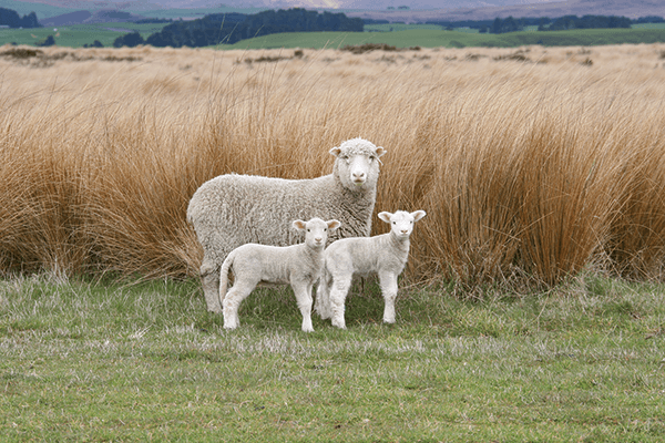 Part of a flock of sheep from one of John Marshall’s New Zealand sources, crossbred to enhance specific characteristics of their wool.