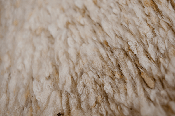 This photo shows raw wool prior to processing.