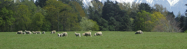 John Marshall sources all its wool from New Zealand farms. Shown here is Ngamatea Farm.