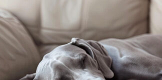 Better Sleep Month 2025: An Editor’s View on Rest & Mattresses Sleepy Dog