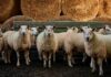UK Heatwaves Drive Surge in Wool Bedding Sales as Consumers Wake Up to Cooling Benefits