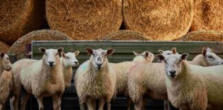 UK Heatwaves Drive Surge in Wool Bedding Sales as Consumers Wake Up to Cooling Benefits