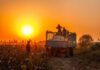 Global Cotton Consumption Expected to Outpace Production
