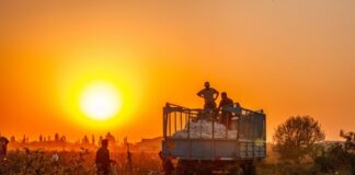Global Cotton Consumption Expected to Outpace Production