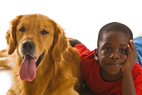 A small African American boy with a beautiful golden retriever dog