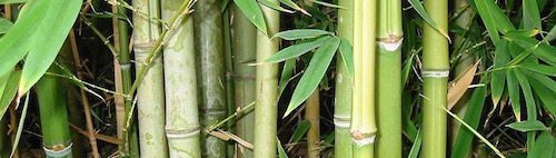 Bamboo_Forest CC BY 2.0