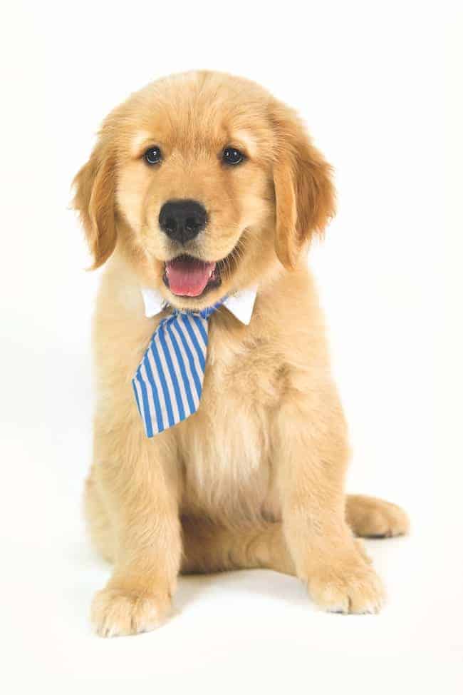 Golden Retriever wearing a tie