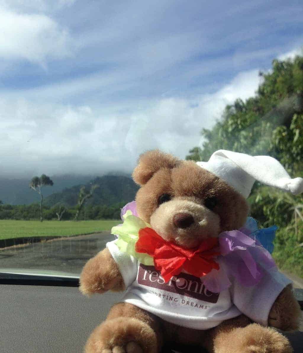 Resty the Restonic bear in Hawaii