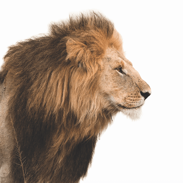 lion Fun Quiz Reveals Your Sleep Animal