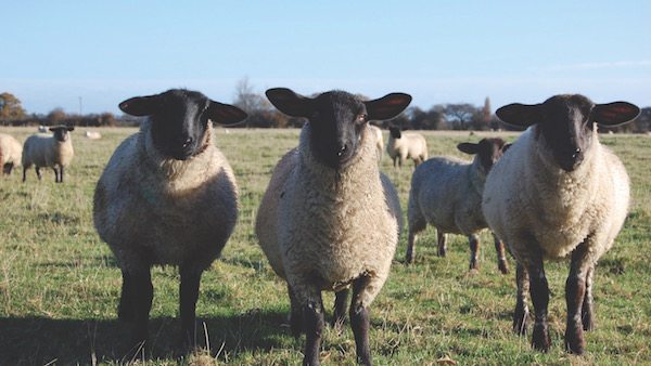 flock sheep British wool