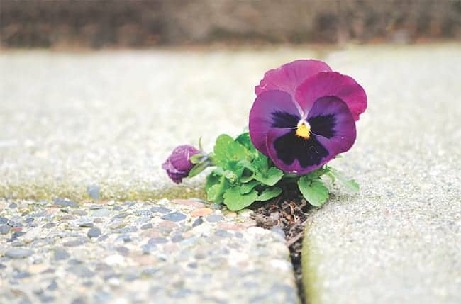 flower blooming in cracks successful business