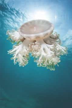 jellyfish no brainer