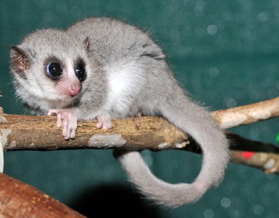 Duke Lemur Center: fat-tailed dwarf lemurs (Cheirogaleus medius) &emdash; 