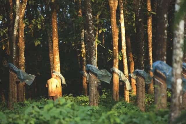 rubber tree plantation