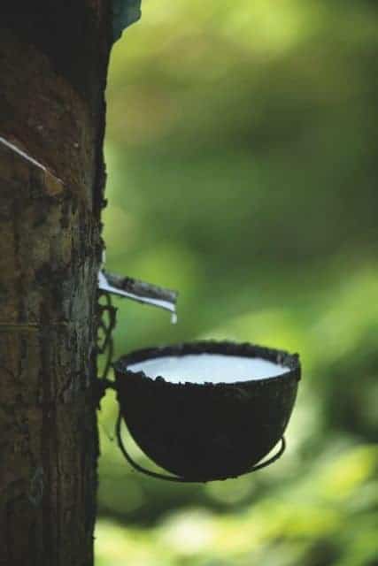 collecting sap from rubber tree