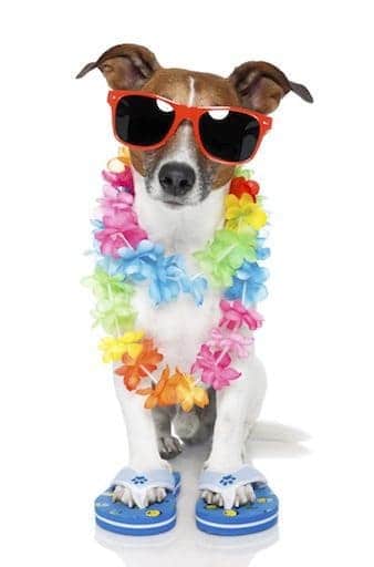 vacationing pooch dog in sunglasses lei and flipflops