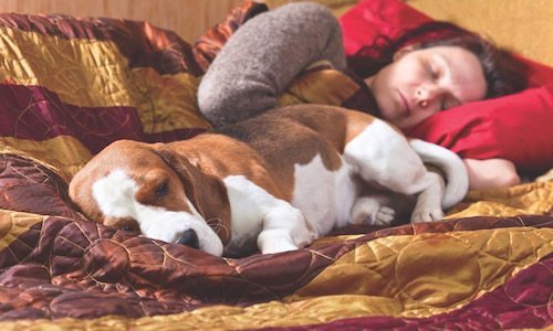 sleeping woman and dog